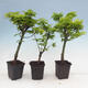 Ahorn - Acer palmatum Shishigashira 1 Stück - 4/5
