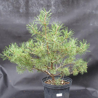 Borovoce Wald - Pinus sylvestris KA-09 - 4