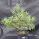 Borovoce Wald - Pinus sylvestris KA-09 - 4/4