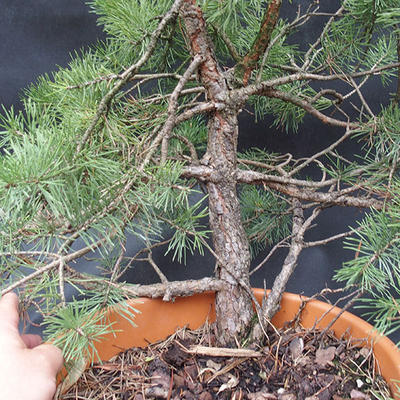Borovoce Wald - Pinus sylvestris KA-12 - 4