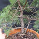 Borovoce Wald - Pinus sylvestris KA-12 - 4/6