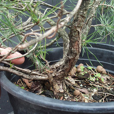 Borovoce Wald - Pinus sylvestris KA-13 - 4