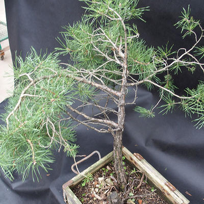Borovoce Wald - Pinus sylvestris KA-14 - 4