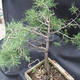 Borovoce Wald - Pinus sylvestris KA-14 - 4/5