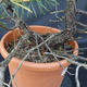 Borovoce Wald - Pinus sylvestris KA-20 - 4/5