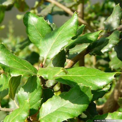 Outdoor-Bonsai Quercus suber - Kork-Eiche - 4