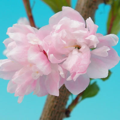 Outdoor-Bonsai - Japanische Kirschblüte - 4