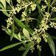 Indoor-Bonsai - Olea europaea sylvestris - Europäisches kleinblättriges Olivenöl - 4/5