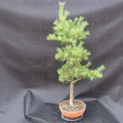 Kiefer - Pinus sylvestris NO-3 - 4