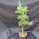 Kiefer - Pinus sylvestris NO-3 - 4/5