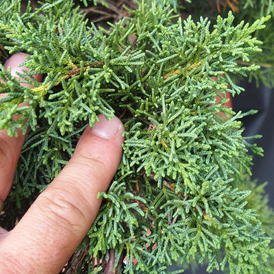 Juniper Juniperus chinensis čínský- NO-17 - 4