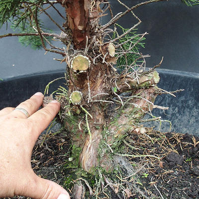Juniper Juniperus chinensis čínský- NO-18 - 4