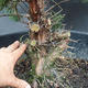 Juniper Juniperus chinensis čínský- NO-18 - 4/6