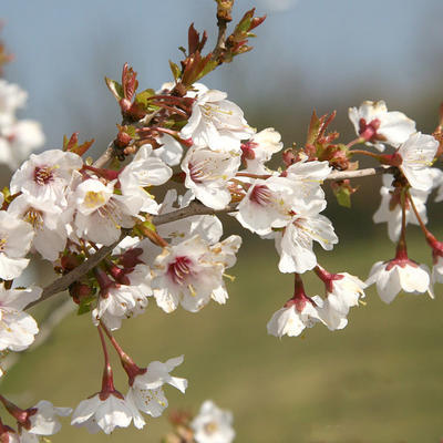 Japanische Kirschblüte VB14391 - 4
