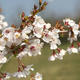 Japanische Kirschblüte VB14391 - 2/2