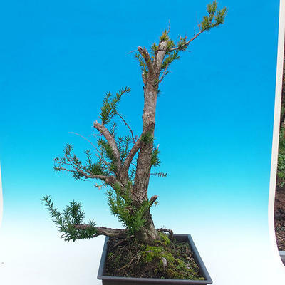 Yew - Taxus Bacata WO-04 - 4