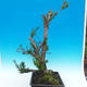 Yew - Taxus Bacata WO-04 - 4/5