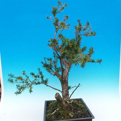 Yew - Taxus Bacata WO-06 - 4