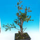 Yew - Taxus Bacata WO-06 - 4/5