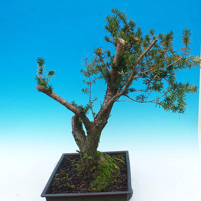 Yew - Taxus Bacata WO-07 - 4
