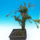 Yew - Taxus Bacata WO-09 - 4/5