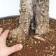 Indoor Bonsai - Olea europaea sylvestris -Oliva Europäisches kleines Blatt PB220640 - 5/7