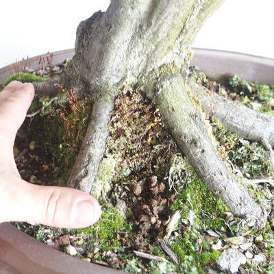 Bonsai im Freien - Hainbuche - Carpinus betulus - 5