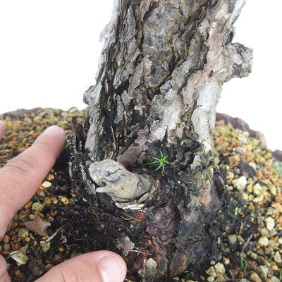 Bonsai im Freien - Pinus Sylvestris - Waldkiefer - 5