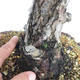 Bonsai im Freien - Pinus Sylvestris - Waldkiefer - 5/5