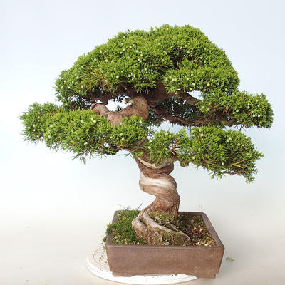 Bonsai im Freien - Juniperus chinensis Itoigava-chinesischer Wacholder - 5