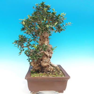 Innenbonsais - Olea europaea sylvestris - oliva europäisches kleines - 5
