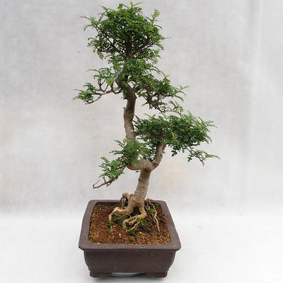 Indoor Bonsai - Zantoxylum piperitum - Pfefferbaum PB2191202 - 5