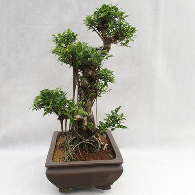 Innenbonsai - Ficus kimmen - kleiner Blattficus PB2191216 - 5