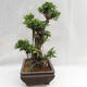Innenbonsai - Ficus kimmen - kleiner Blattficus PB2191216 - 5/6