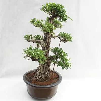 Indoor Bonsai - Ficus kimmen - kleiner Blattficus PB2191217 - 5