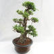 Indoor Bonsai - Ficus kimmen - kleiner Blattficus PB2191217 - 5/6
