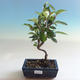 Bonsai im Freien - Malus halliana - Apfelbaum mit kleinen Früchten - 5/5