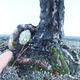 Bonsai im Freien - Pinus sylvestris - Waldkiefer - 5/5