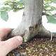 Bonsai im Freien - Carpinus betulus - Hainbuche - 5/5