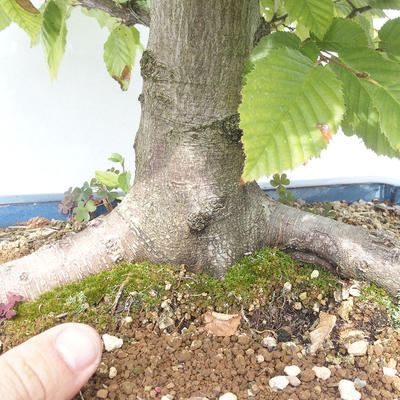 Bonsai im Freien - Carpinus betulus - Hainbuche - 5
