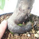 Bonsai im Freien - Pseudocydonia sinensis - Chinesische Quitte - 5/5