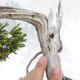 Bonsai im Freien - Juniperus sabina - Wacholder - 5/5