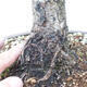 Außen Bonsai -Borovice Moor - Pinus uncinata - 5/5