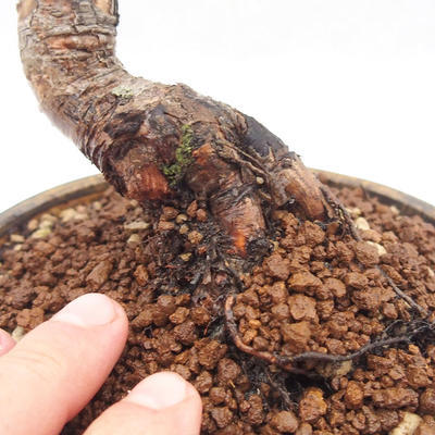 Bonsai im Freien - Pinus sylvestris - Waldkiefer - 5