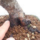 Bonsai im Freien - Pinus Mugo - kniende Kiefer - 5/5