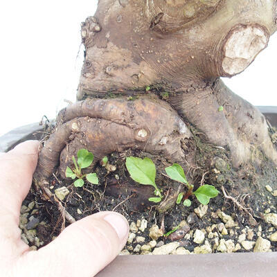 Bonsai im Freien - Malus halliana - Apfelbaum mit kleinen Früchten - 5