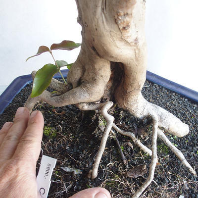 Zimmer Bonsai - Australische Kirsche - Eugenia uniflora - 5
