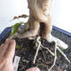 Zimmer Bonsai - Australische Kirsche - Eugenia uniflora - 5/5