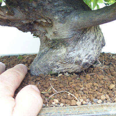 Outdoor-Bonsai - Hainbuche - Carpinus betulus - 5