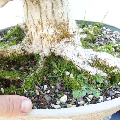 Outdoor-Bonsai -Carpinus CARPINOIDES - Koreanische Hainbuche - 5